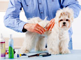 Comment toiletter votre chien ? Comment toiletter votre chien ?