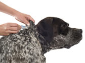 Comment se d�barrasser des parasites externes ?
