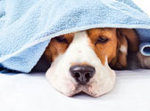 Conseils Chiens
