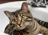 Comment toiletter votre chat ? Comment toiletter votre chat ?