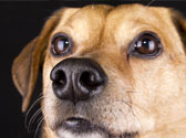 Comment et que voient les chiens ? Comment et que voient les chiens ?