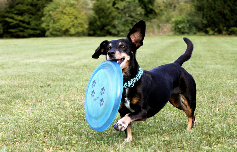 Jouets pour chiens et chiots : les frisbee. Animalerie Esonne 91 Montlh&eacute;ry