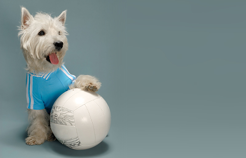 Jouets pour chiens et chiots : les ballons et balles. Animalerie Esonne 91 Montlh&eacute;ry