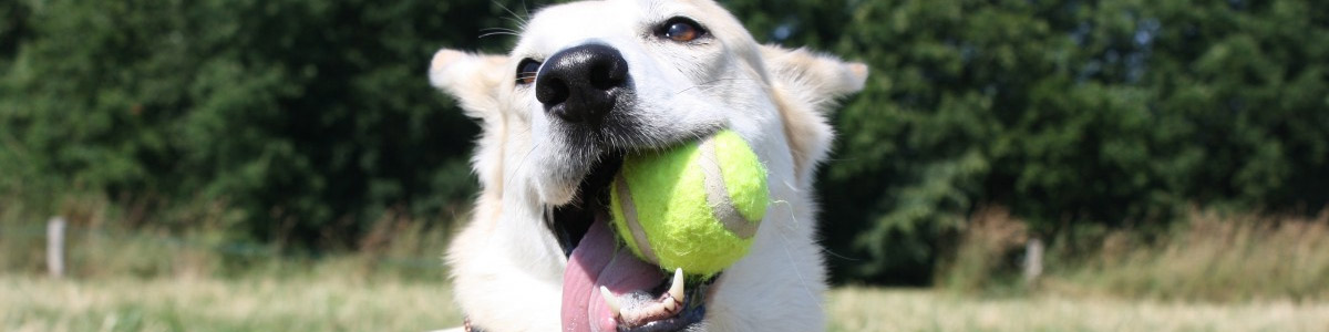 Jouets balles et ballons pour chien et chiot : animalerie Morin