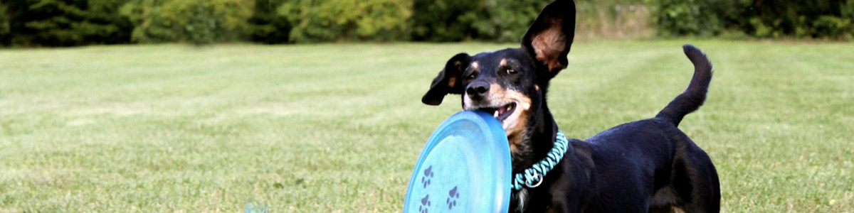 Jouets fresbee et lan&ccedil;eurs de balles pour chien et chiot : animalerie Morin