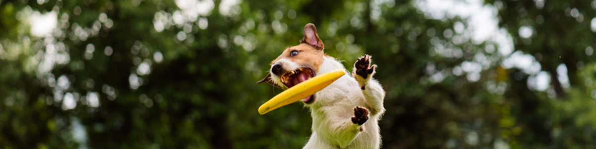 Jouets Chuckit pour chien et chiot : balles, frisbee...