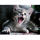 R�ussir l'adoption d'un chat adulte