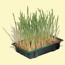 Herbe � chat en barquette