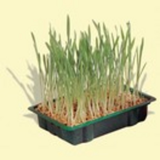 Herbe � chat en barquette