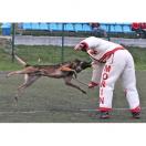 Costume entra�nement - MORIN Sport Canin - image 5