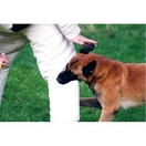 Costume entra�nement veste manches renforc�es - MORIN Sport Canin - image 3