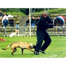 Costume comp�tition - MORIN Sport Canin
