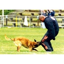 Costume comp�tition - MORIN Sport Canin - image 2