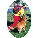 Costume d�conditionnement avec Kevlar - MORIN Sport Canin - image 2