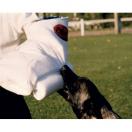 Manchette d�entra�nement avec boudin - MORIN Sport Canin - image 2