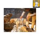 Harnais pour chien Doubleback - Ruff Wear - image 3