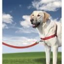 Harnais �ducation Easy Walk pour chien