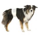 Couches pour chien m�les - image 2
