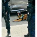 Cam�ra embarqu�e K9 VISION SYSTEM ONE - image 4