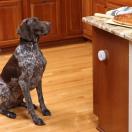 Mini d�limitation pour chien et chat  - Petsafe - image 2