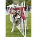 Slalom comp�tition - Agility K9 Sport