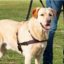 Harnais Lead�n�Walk Soft - image 2