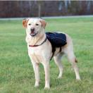 Sac � dos / harnais pour chiens