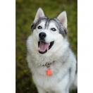 Tickless Pet � pile - image 5