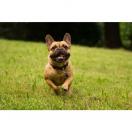 Tickless Pet � pile - image 6