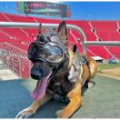 Cam�ra embarqu�e K9 Vision System K9 Helm PRO