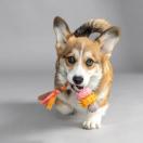 Jouet pour chiot BUNTY - image 3