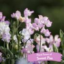 Sweet Pea spray d�melant - Tropiclean - image 5