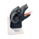T�te canine d�intubation - image 3