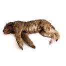 Chien "Rocky" � Mannequin de positionnement
