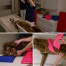 Chien "Rocky" � Mannequin de positionnement - image 5