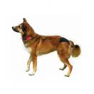 Culotte hygi�nique pour chienne en chaleur - image 3