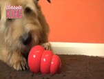 La gamme Kong Original vidéo_1