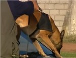 Présentation de la brigade canine police nationale de Lyon vidéo_1