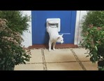 Chatière Petporte Smart Flap vidéo_1