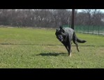 Fantastic Foam Ball pour chien vidéo_1