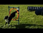 Pneu entrainement Agility vidéo_1