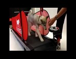 Tapis roulant DogPacer vidéo_1