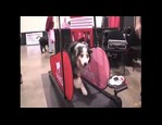 Home Trainer Dog Pacer vidéo_1