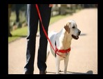 Harnais Easy Walk vidéo_1