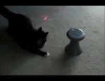Frolicat Dart - Jouet pour chat vidéo_1