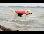Harnais gilet de sauvetage pour chien vidéo_1