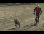 Patinette Kickbike cross canin vidéo_1
