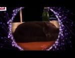 Collier calmant pour chat vidéo_1