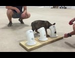 Système d'apprentissage à la détection pour chiots vidéo_1