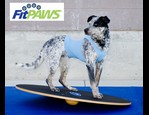 FitPaws Wobble Board vidéo_1